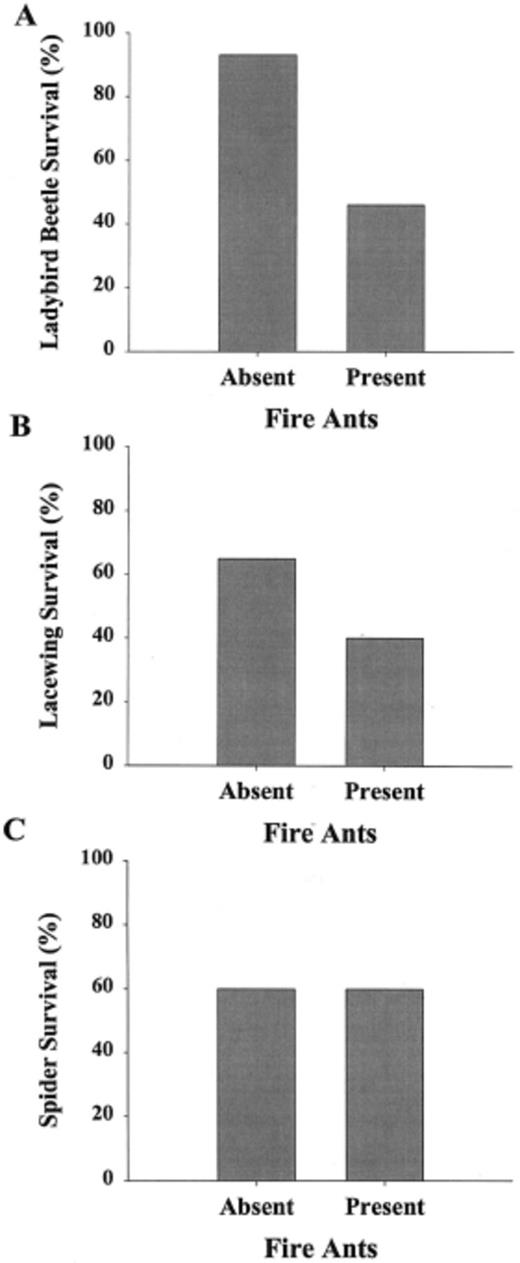 Percent survival of lady beetles (A), green lacew-ing larvae (B), and spiders (C) in the presence or absence of red imported fire ant workers on cotton plants in a greenhouse experiment. Survival of lady beetles and green lace-wing larvae were significantly lower (α = 0.05) in the presence of fire ants than in ant-free controls. Spider survival was unaffected by the presence of ants.