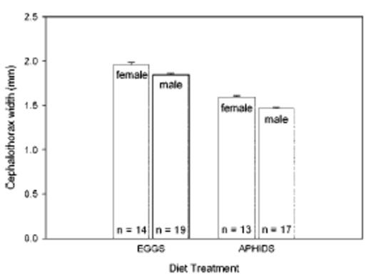 Width of adult P. opilio cephalothorax (mm) when reared on H. zea eggs or soybean aphids (A. glycines) (mean ± SE). Means were significantly different between treatments and between sexes within treatments (P < 0.05, LSD with Bonferroni correction).