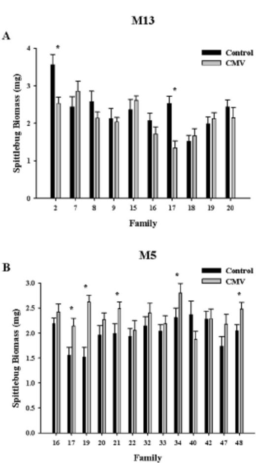 Biomass (mg; mean ± SE) of meadow spittlebugs reared on uninfected and Cucumber mosaic virus-infected M. guttatus plants from populations M13 (A) and M5 (B). * Significant differences in the weight of spittlebugs reared on control and infected plants from the same full-sib M. guttatus family.