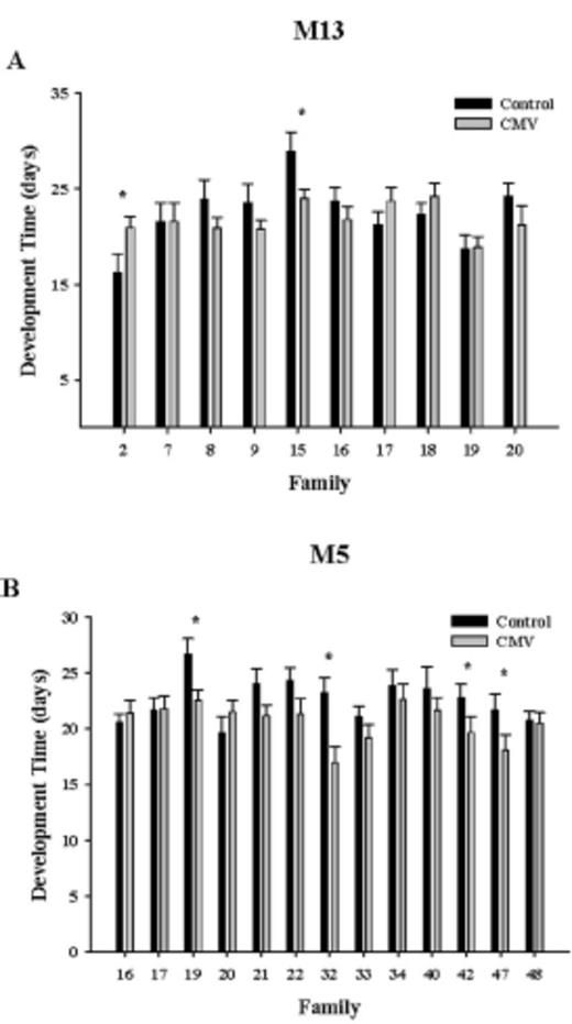 Development time (days; mean ± SE) of meadow spittlebugs reared on uninfected and Cucumber mosaic virus-infected M. guttatus plants from populations M13 (A) and M5 (B). * Significant differences in the development time of spittlebugs reared on control and infected plants of the same full-sib M. guttatus family.