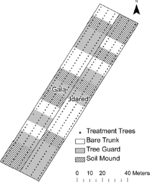 Layout of the research apple orchard planted on M.26 rootstock in Frederick County, VA, showing tree varieties (Buckeye Gala and Idared) and trunk treatments.
