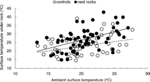 Mid-day surface temperature under randomly chosen unoccupied rocks (open circles, dashed line) and occupied nest rocks (filled circles, solid line). Although temperature under both random rocks and occupied nest rocks increased with ambient temperature, nest rocks warmed more with ambient temperature than unoccupied rocks (ANCOVA, P < 0.01, Table 2).