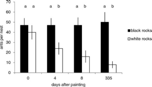 Number of ants counted under black-painted and white painted nest rocks. Bars show mean values and error brackets denote SE. Unique letters above bars show dates on which density of ants differed significantly between color treatments.