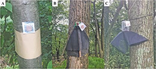 Trap designs: (A) standard sticky band, (B) small circle trap, and (C) protruding circle trap, deployed on host trees for capture of Lycorma delicatula in 2018. All affixed with methyl salicylate lure.
