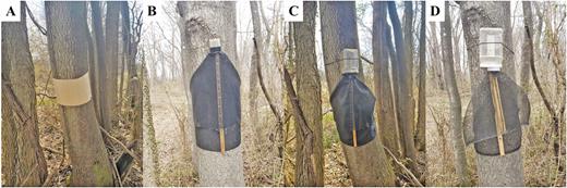 Trap designs: (A) standard sticky band, (B) small circle trap, (C) modified circle trap, and (D) TR 290 experimental trap, deployed on Ailanthus altissima for capture of Lycorma delicatula in 2019.