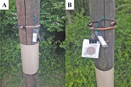 Tree-mimicking vertical posts deployed with sticky bands and (A) blank control and (B) methyl salicylate lure affixed above with a bungee cord.