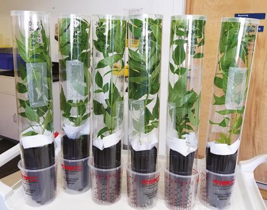 Photo of the tube rearing method used.