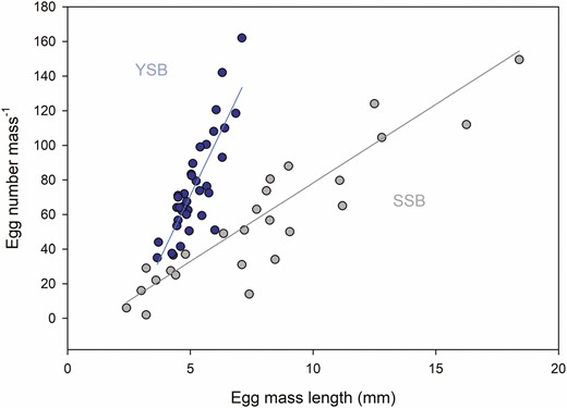 Relation between the lengths of egg masses and the number of eggs in each mass for YSB (blue symbols) and SSB (gray symbols). Linear models are indicated by blue (YSB: y = 29.500x-76.827) and gray (SSB: y = 9.0726x-12.44) lines. See online version for colors.