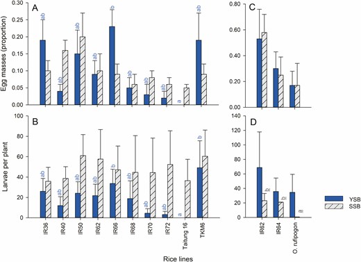 Results from choice oviposition experiments with YSB (blue bars) and SSB (hatched, gray bars). The average numbers of egg masses deposited (A) and the number of larvae emerging from the masses (B) are indicated for 10 rice varieties. The average numbers of egg masses deposited (C) and the number of larvae emerging (D) from an experiment with three rice lines are also shown. Standard errors are indicated, lowercase letters indicate homogenous groups based on analyses of ranked data (blue = YSB, gray, underlined = SSB: Tukey, P > 0.05; n = 6 for each species × variety group). See online version for colors.