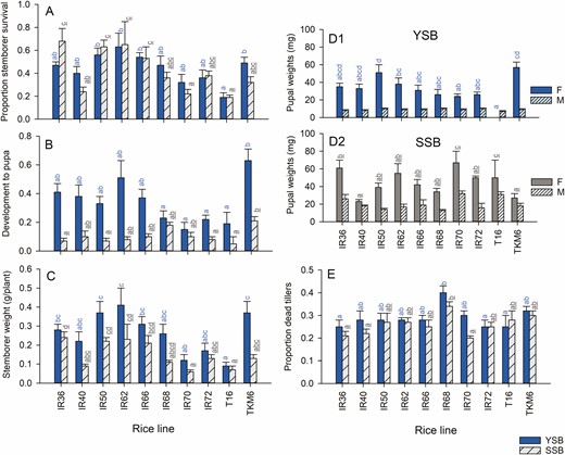 Performance by YSB (blue bars) and SSB (gray bars) and resulting tiller damage to rice seedlings in a screenhouse experiment. Stemborer performance is indicated by (A) the proportions of larvae surviving, (B) the proportion at the pupal stage and (C) total body mass at the end of the experiment. The weights of (D1) YSB pupae and (D2) SSB pupae, and (E) damage to tillers are also indicated. Plants were the same as those used in the oviposition experiments (egg masses were removed before the plants were infested with larvae: see Fig. 2A). Standard errors are indicated, lowercase letters indicate homogenous groups after Tukey’s HSD tests (blue = YSB, gray, underlined = SSB: P > 0.05; n = 6 for species × variety groups). See online version for colors.