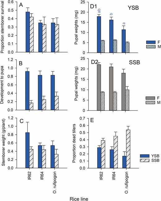 Performance by YSB (blue bars) and SSB (gray bars) and resulting tiller damage to rice seedlings in a screenhouse experiment. Stemborer performance is indicated by (A) the proportions of larvae surviving, (B) the proportion at the pupal stage and (C) total body mass at the end of the experiment. The weights of (D1) YSB pupae and (D2) SSB pupae and (E) damage to tillers are also indicated. Plants were the same as those used in the oviposition experiment (egg masses were removed before the plants were infested with larvae: see Fig. 2C). Standard errors are indicated, lowercase letters indicate homogenous groups after Tukey’s HSD tests (blue = YSB: P > 0.05; n = 6 for species × variety groups). See online version for colors.