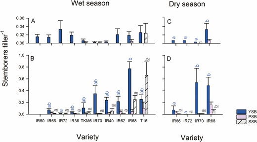 Results from wet season (A, B) and dry season (C, D) field experiments. Data indicate (A) the numbers of stemborers per tiller at (A) 30 DAT and (B) 60 DAT during the wet season, and at (C) 30 DAT and (D) 60 DAT during the dry season. Standard errors are indicated (n = 5). Homogenous variety groups are indicated based on Tukey’s HSD tests (P < 0.05, blue letters = YSB, gray, underlined letters = SSB). Note that IR50 was excluded from analysis at 60 DAT because of a high incidence of bacterial blight. See online version for colors.