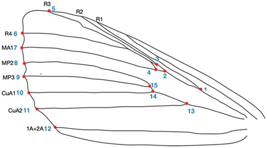 Venation pattern of the forewing of Helicoverpa zea. Vein types are represented by Radius (R1-4), Medius (MA, MP1, and MP2), Cubitus Anterior (CuA1-2), and Anal (A1-2) and shown in black text. Landmark placement shown as red point and blue number (1-15).