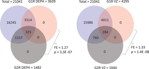 primary within-study support for EDCs' effects across generations. The overlaps of
            differentially expressed genes between G1R and G2R are shown for DEPH and VZ. Note
            statistically significant overlap in sets of genes identified with altered expression
            following treatment with either of the two EDs. FE, fold enrichment. P indicates hypergeometric distribution probability. The P values shown
            relate to the probability of obtaining the exact number of overlaps, not the probability
            of at least that many overlaps. It is, however, notable that the overlaps remain highly
            significant even when the probability of at least that many overlaps is applied. The
            data provided in Table 4 and Supplementary File S12 of the report by Iqbal et al. [12] were used for calculating fold enrichment
            and hypergeometric distribution probability