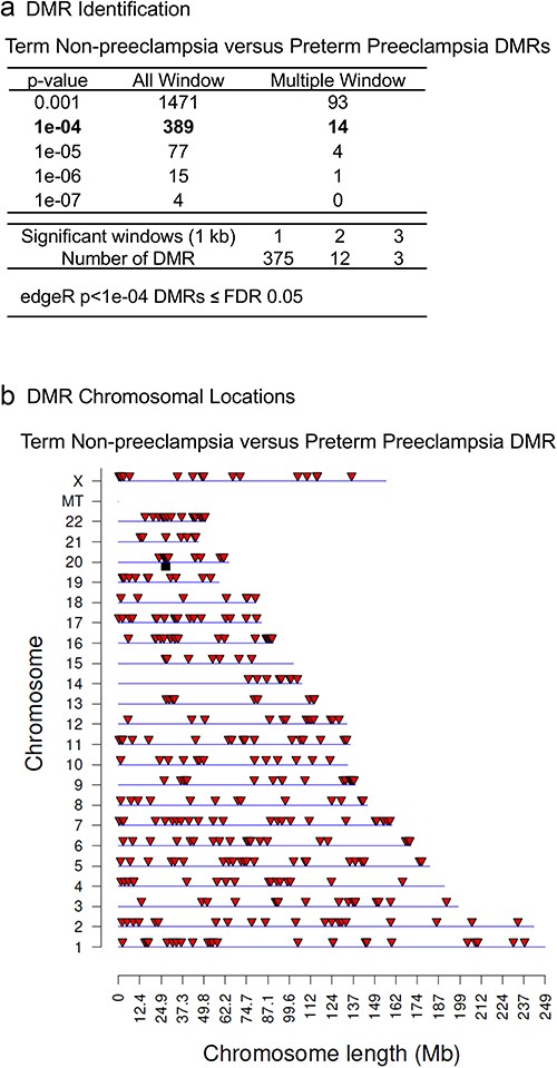 DMR identification and numbers. (a) The number of DMRs found using different P-value cutoff thresholds. The All Window column shows all DMRs. The Multiple Window column shows the number of DMRs containing at least two significant windows (1000 bp each). The number of DMRs with the number of significant windows (1000 bp per window) at an edgeR P-value threshold of P < 1e-04 for DMR is presented with FDR ≤0.05. Term non-preeclampsia versus preterm preeclampsia DMRs (b) DMR Chromosomal locations. The DMR locations on the individual chromosomes are represented with an arrowhead and a cluster of DMRs with a black box. All DMRs containing at least one significant window at a P-value threshold of P < 1e-04 for DMR are shown. Term non-preeclampsia versus preterm preeclampsia DMR