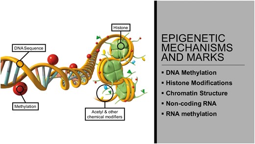 Environmentally induced epigenetic transgenerational inheritance of ...