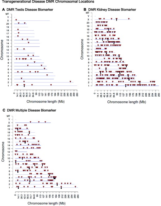 DMR chromosomal locations. The DMR locations on the individual chromosomes are represented with an arrowhead and a cluster of DMRs with a black box. The chromosome number is plotted against the size of the chromosome. All DMRs containing at least one significant window at a P-value threshold of 1e−04 for DMR are shown. (A) Testis disease DMRs; (B) kidney disease DMRs; and (C) multiple disease DMRs
