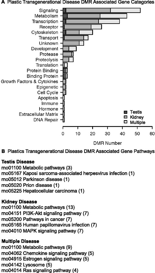 DMR-associated gene categories and pathways. (A) DMR-associated gene categories. The gene categories and number of associated genes are presented for each disease group. (B) DMR-associated gene pathways. The gene pathways with DMR-associated genes are listed from KEGG pathway analysis and the number in bracket presents the number of DMR-associated genes