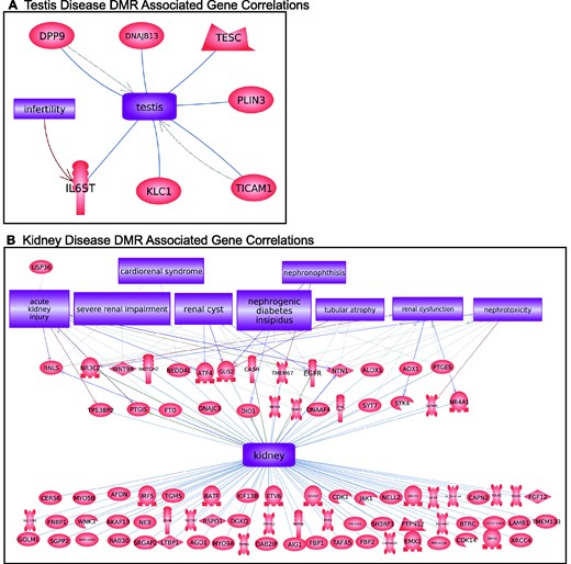 Specific disease DMR-associated gene correlation with previously identified disease genes. (A) Epimutation associated testis disease genes. (B) Epimutation associated kidney disease genes. The tissue physiology and related diseases are presented