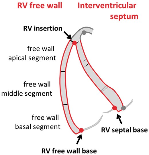 Segmentation of the RV. The RV FW between the FW base and the insertion point of the FW into the LV is divided in a basal, mid, and apical segment which have equal length at end-diastole. The interventricular septum can be segmented likewise (black dashed lines). It has to be noted, however, that such septal segments are not compatible with the septal segments from a standard LV segmentation (grey dots and grey dashed lines) and results can therefore not be used interchangeably.