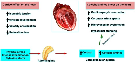 Proposed mechanism for the pathophysiology of Takotsubo cardiomyopathy in patients with COVID-19 infection.