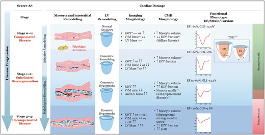 A proposed scheme connecting structural remodelling of the myocardium, morphological pattern of LV remodelling, correlative imaging morphology of the LV, corresponding CMR myocardial structure, and the functional phenotype defined by myocardial mechanics at various stages of severe aortic stenosis. ↔, normal/no change; ↑, ↑↑↑, = mildly or markedly increased; ↓, ↓↓, mildly or markedly decreased; ∗, echocardiography; ∗∗, Cardiovascular magnetic resonance imaging. ECV, extracellular volume; ED, end-diastole; EF, ejection fraction; ES, end-systole; GLS, global longitudinal strain; LGE, late gadolinium enhancement; RWT, relative wall thickness; TSR, torsion-shortening ratio, also see supplement for magnified picture and explanation; V/M, volume to mass.