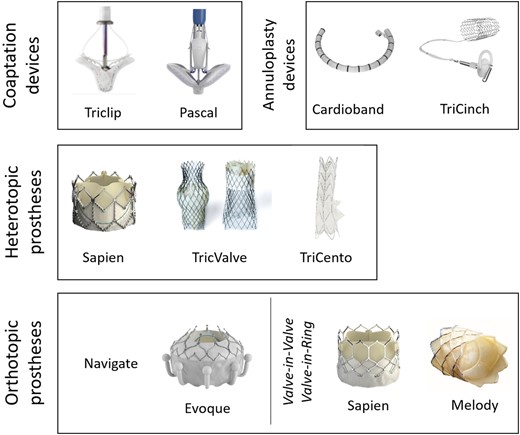 Devices for transcatheter tricuspid valve repair and replacement. No claim to completeness.