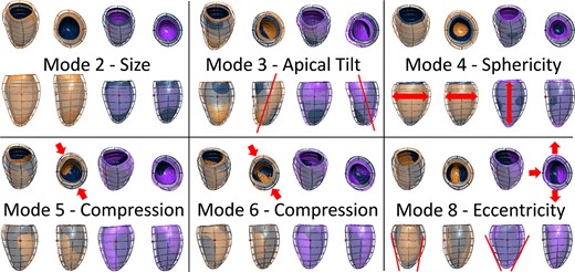 The most relevant shape modes generated with the statistical shape analysis. Dark blue—average mesh, orange, and purple—plus and minus 3 standard deviations from the average mesh along the shape mode. Modes 2–4 described the variation in size, orientation, and sphericity of the ventricle. Modes 5 and 6 related to antero/inferoseptal compression, and mode 8 associated with eccentricity of the LV.