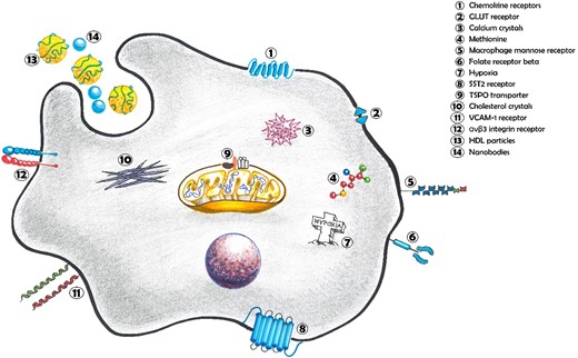 Macrophage PET tracer targets in atherosclerosis. Chemokine receptors, major regulator of macrophage chemotaxis; GLUT receptor, transport protein involved in glucose translocation across the cell membrane; Calcium crystals, accumulated intra-cellular calcium phosphate crystals; Methionine, essential amino acid associated with polarization of M1-like macrophages; Macrophage mannose receptor, acts as a pattern recognition receptor for various carbohydrates resulting in immune activation against a variety of pathogens; Folate receptor beta, high-affinity receptor for the uptake of folate into macrophages; Hypoxia, Hypoxia-inducible factor-1α is a key transcription factor in cellular responses to hypoxia and promotes M1-like polarization; SST2 receptor, influences cell proliferation, cytokine release and immunoglobulin production; TSPO transporter, mitochondrial membrane protein that handles cholesterol and impacts on immune cell function; cholesterol crystals, phagocytosed intra-cellular cholesterol forming ‘foam cells’; VCAM-1 receptor, modulates cellular adhesion and facilitates migration of macrophages; αvβ3 integrin receptor, regulates macrophage differentiation and transendothelial migration; HDL particles, circulating lipoproteins that carry accumulated lipid molecules; Nanobodies; engineered high-affinity antigen-binding fragments.