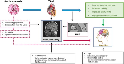 Complex interplay among the positive and negative consequences of TAVI on the patients’ cognitive functioning. For details see the main text. TAVI, transcatheter aortic valve implantation; HALT, hypoattenuated leaflet thickening.
