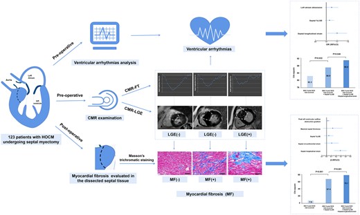 CMR-FT-derived septal longitudinal strain is independently and significantly associated with histological MF and VA in patients with HOCM and provides incremental value over LGE.