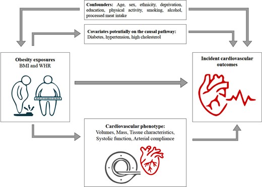 Study flowchart. Covariates considered in the relationship between obesity exposure and incident cardiovascular outcomes. BMI, body mass index; WHR, wait-to-hip ratio.