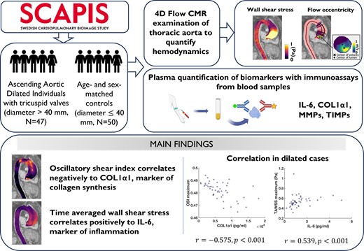 Individuals with tricuspid aortic valves and ascending aortic dilation (diameter ≥ 40 mm, n = 47) and sex- and age-matched controls (diameter < 40 mm, n = 50) were recruited from the SCAPIS study and underwent a 4D flow CMR examination to quantify wall shear stress and flow eccentricity, while plasma biomarkers were quantified with immunoassays, showing that biomarkers of collagen synthesis and inflammation correlated with altered ascending aortic haemodynamics. 4D flow CMR, four-dimensional flow cardiac magnetic resonance imaging; IL-6, interleukin-6; COL1α1, type I collagen α1 chain; MMP, matrix metalloproteinase; TIMP, tissue inhibitor of MMP; WSS, wall shear stress; TAWSS, time-averaged WSS; OSI, oscillatory shear index; TAV, tricuspid aortic valve.