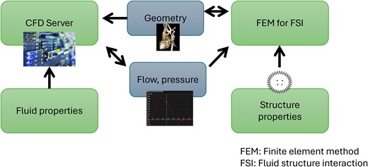 A sophisticated CFD workflow with consideration of fluid–structure interaction (FSI): CFD is based on fixed fluid properties and variable boundary conditions. The finite-element method (FEM) is applied for simulation of FSI and is based on fixed structure properties and variable boundary conditions. Boundary conditions can be anatomic geometry on the one hand and flow or pressure on the other hand. They form a link between CFD and FSI. In the course of the simulation, CFD calculations can have an impact on flow or pressure boundary conditions, while FSI calculations can have an impact on geometry boundary conditions.