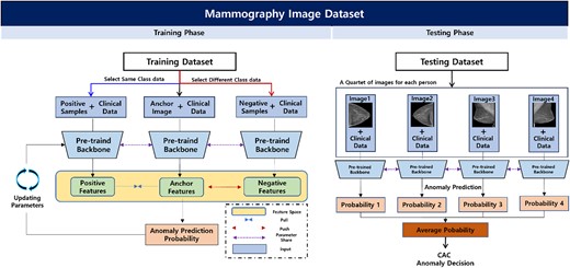 Overview of the proposed downstream task for predicting CAC abnormalities. Based on a pre-trained model from the pretext task, participants’ CC and MLO images and clinical data were used in the training phase to identify CAC abnormalities. In the feature space, contrastive learning can improve the performance of anomaly prediction and is applied to position the positive samples and features extracted from the anchor closer together, whereas negative samples and the features extracted from the anchor are positioned farther apart. Finally, in the test phase, the deep learning network developed from the training phase is used to make anonymous CAC decisions using the four-view image data of each testing participant. Abbreviations: CAC, coronary artery calcium; CC, craniocaudal; MLO, mediolateral oblique.