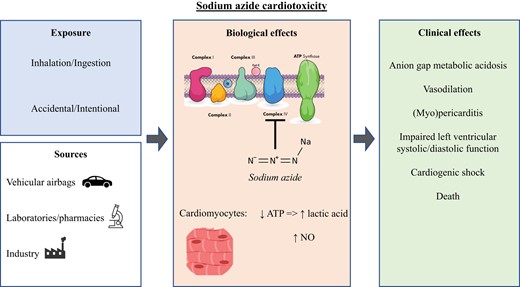 An illustration of the mechanism of sodium azide’s cardiotoxicity.