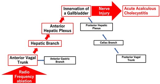 Relationship between radiofrequency ablation and acute acalculous cholecystitis.
