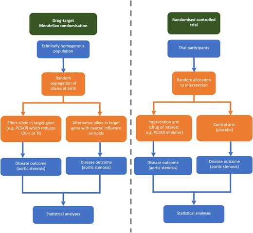 Drug target Mendelian randomization study design. LDL-c, LDL cholesterol; TG, triglyceride. Adapted from Ciofani et al. 2023.28