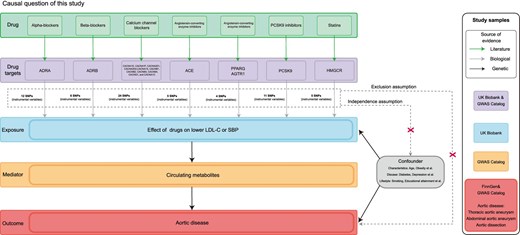 Schematic overview of the causal analysis framework used to investigate the effects of lipid-lowering and antihypertensive drugs on aortic diseases.