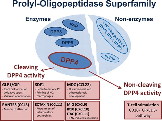 The prolyl-oligopeptidase superfamily: enzymatic and non-enzymatic members. Enzymatic function of dipeptidyl peptidase 4 includes cleavage of the incretins GLP1/GIP as well as SDF1 and several other cytokines (MIG, IP10, ITAC, macrophage-derived cytokine, Eotaxin, and RANTES). Non-enzymatic effects of dipeptidyl peptidase 4 are based on T-cell activation via the T-cell receptor complex stimulation.