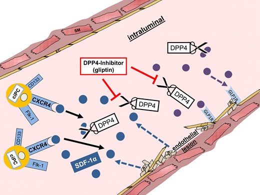 Endothelial effects of pharmacological dipeptidyl peptidase 4 inhibition. Activated platelets and smooth muscle and endothelial cells secret SDF1. SDF1 binds to the CXCR4 receptor of circulating progenitor cells and mediates their recruitment to the injured vascular wall. GLP1 binds to the GLP1 receptor on the vascular wall and improves endothelial function. Gliptins can inhibit cleavage of SDF1 and GLP1 and thus facilitate an improved vascular recovery.