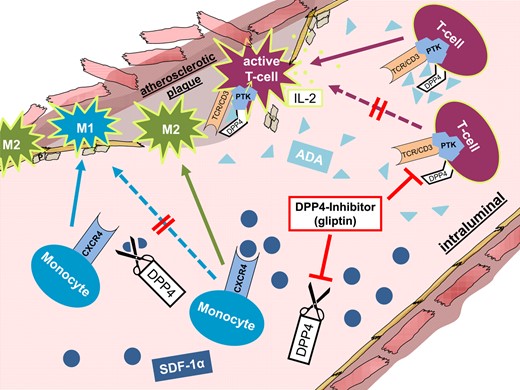 Anti-atherosclerotic effects of pharmacological dipeptidyl peptidase 4 inhibition. After binding to the monocyte CXCR4 receptor, SDF1 can prime their differentiation towards a regenerative M2 phenotype. In contrast, adenosine deaminase can couple to the dipeptidyl peptidase 4 on the surface of circulating T cells and thus activate these cells via a protein tyrosine kinase. Inhibition of dipeptidyl peptidase 4 in atherosclerosis can lead to increased numbers of reparative M2 macrophages in the atherosclerotic plaque area and inhibit inflammatory T-cell accumulation.