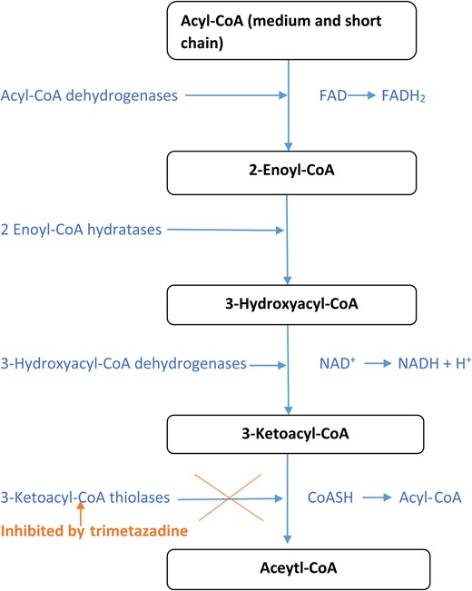 Trimetazadine effect on the fatty acid β-oxidation pathway.