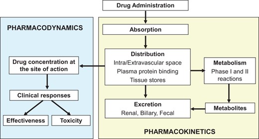 Schematic representation of the interrelationship of the absorption, distribution, metabolism, and excretion of a drug (pharmacokinetics) and its concentration at the site of action (pharmacodynamics).