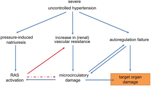 Acute hypertension-mediated end organ damage in malignant hypertension. In malignant hypertension, a sudden increase in vascular resistance and pressure-induced natriuresis trigger a vicious circle leading to renin–angiotensin system activation and a further increase in blood pressure and microcirculatory damage. Autoregulation failure and microcirculatory damage are at the foundation of the target organ damage associated with malignant hypertension. RAS, renin–angiotensin system.
