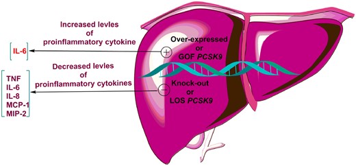 The effects of PCSK9 knock-out or transgenic mice and humans carrying PCSK9 loss-of-function or gain-of-function mutations on inflammatory cytokines. IL-6, interleukin 6; IL-8, interleukin 8; MCP, monocyte chemoattractant protein; PCSK9, proprotein convertase subtilisin/kexin type 9; TNF, tumour necrosis factor.