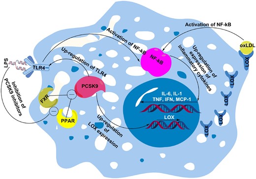 PCSK9 can mediate oxLDL-induced inflammation through enhancing expression of LOX, which can increase uptake of oxLDLs that induce inflammation via activation of NF-kB. PCSK9 can also increase expression of TLR4, which activates NF-kB. Overall, activated NF-kB up-regulates expression of inflammatory cytokines, such as IL-6, IL-1, TNF-α, IFN-γ, and MCP-1. Besides oxLDLs, lipopolysaccharide also known to enhance PCSK9-mediated inflammation through inhibition of PCSK9 inhibitors farnesoid X receptor and PPAR transcription factors. FXR, farnesoid X receptor; IFN-γ, interferon gamma; IL-1, interleukin 1; IL-6, interleukin 6; LPS, lipopolysaccharide; MCP-1, monocyte chemoattractant protein 1; NF-kB, nuclear factor kappa-light-chain-enhancer of activated B cells; oxLDL, oxidized low-density lipoprotein; PCSK9, proprotein convertase subtilisin/kexin Type 9; PPAR, peroxisome proliferator-activated receptors; TLR4, toll-like receptor 4; TNF-α, tumour necrosis factor alpha.