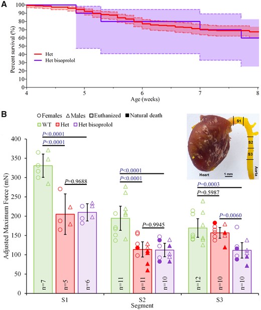 Bisoprolol does not increase the biomechanical integrity of the thoracic aorta in a mouse vascular Ehlers–Danlos syndrome model. (A) Survival curve of untreated (Het, n = 196, pooled from related experiments) and bisoprolol-treated (Het bisoprolol, n = 10) heterozygous (Col3a1m1Lsmi/+) mice. The shaded areas represent 95% confidence intervals. Note that none of the wild-type mice (WT) died during the experiment (data not shown). (B) Maximum tensile forces of three 1.5-mm-long thoracic aortic segments (S1–S3) of untreated WT and Het mice as well as Het mice treated with bisoprolol (Het bisoprolol). Note that the tensile force of segment S1 could not be measured in mice that died prematurely due to rupture of the ascending thoracic aorta. Segments damaged during sample preparation were excluded. Sample size (n) is displayed. Data are means with error bars indicating 95% confidence intervals. One-way ANOVA analysis with Tukey’s correction was performed using GraphPad Prism 8 (GraphPad Software, La Jolla, CA, USA) as previously described.1 Significant differences (P < 0.05) are shown in blue.
