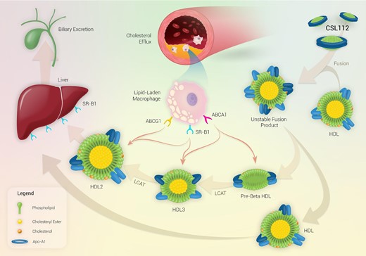 Mechanism of action of CSL112 and reverse cholesterol transport. Upon infusion, CSL112 fuses with native HDL and causes a rapid dose-dependent increase in lipid-poor pre-β HDL concentrations, which increases ABCA1 driven cholesterol efflux. CSL112 also causes an increase in the rate of LCAT-driven esterification of free cholesterol to form cholesteryl ester. The hydrophobic cholesteryl esters move to the interior of the HDL particle causing the pre-β HDL particles to form larger more mature spherical HDL3 and HDL2 particles which transport cholesterol to the liver for excretion in bile. Abbreviations: ABCA1/G1, ATP-binding cassette transporter A1/G1; HDL, high-density lipoprotein; HL, hepatic lipase; LCAT, lecithin-cholesterol acyltransferase; SR-B1, scavenger receptor class B type 1; and TG, triglycerides.