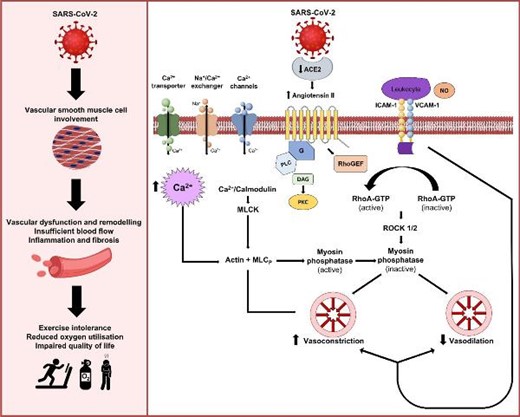 Schematic illustration of the potential mechanisms affecting vascular smooth muscle cells and systemic vascular dysfunction that may contribute to impaired functional status and aerobic exercise capacity in post-COVID-19 conditions.